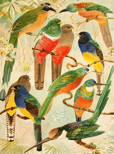 Hudú, Surucuás, Arirámbas da matta virgem by Emil August Göldi, 1900-1906 — digital art print download