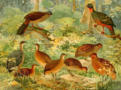 Jacu, Aracuã, Inhambús diversos, Sururina, Urú, Capoeira by Emil August Göldi, 1900-1906 — digital art print download