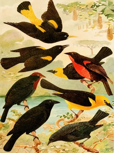 Japiim, Rouxinol, Policia ingleza, Irá-tauá, Irá-una, Vira-bosta by Emil August Göldi, 1900-1906 — digital art print download