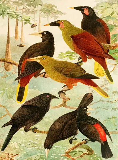 Japus, Iraúna, Guache by Emil August Göldi, 1900-1906 — digital art print download