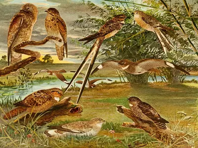 Jurutaui, Bacurau, Bacuráu-tesora, Mede-legoas, Bacurau branco das praias by Emil August Göldi, 1900-1906 — digital art…