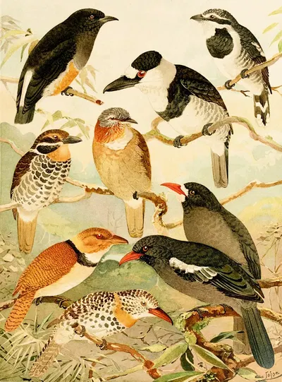 Macurús, Tangurú-para by Emil August Göldi, 1900-1906 — digital art print download