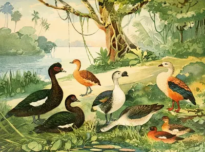 Marrecão, Patos, Marrecas by Emil August Göldi, 1900-1906 — digital art print download