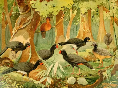 Mutúms, Urumutúm by Emil August Göldi, 1900-1906 — digital art print download