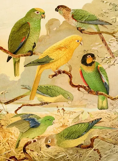 Papagaios, Tanajuba, Periquitos by Emil August Göldi, 1900-1906 — digital art print download