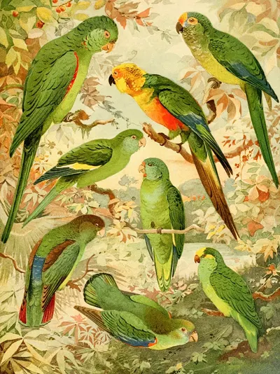 Periquitos by Emil August Göldi, 1900-1906 — digital art print download