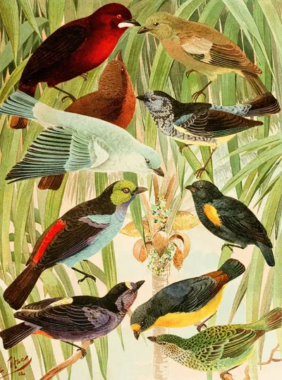 Pipiras, Sahys, Tem-tems by Emil August Göldi, 1900-1906 — digital art print download