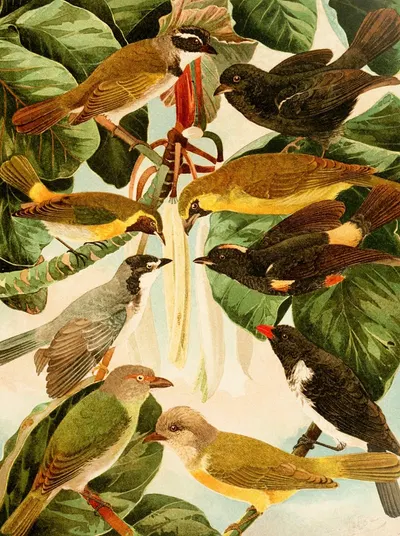 Pipiras by Emil August Göldi, 1900-1906 — digital art print download