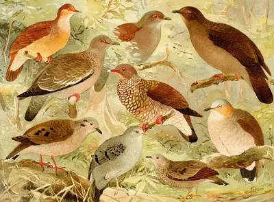 Pombas by Emil August Göldi, 1900-1906 — digital art print download