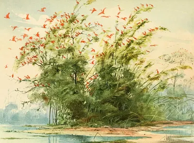 Scena de um ninhal de Guarás (Ibis rubra) na costa altantica da Ilha de Marajó by Emil August Göldi, 1900-1906 — digital…