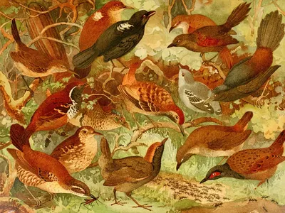 Taiacú-uirà, Pinto do mato, Mãe da taóca by Emil August Göldi, 1900-1906 — digital art print download