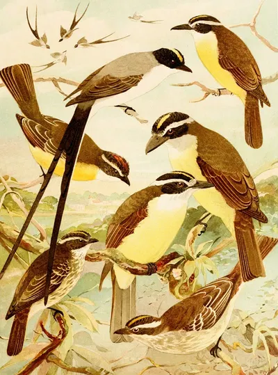 Tesoura, Bemtevís, Maria-é-dia, Bemtevís miúdos by Emil August Göldi, 1900-1906 — digital art print download