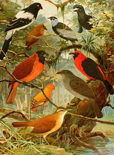 Tié-tinga, Pipira, Cri-cri-ó, loão de barro, Gallo da serra, Pavão do mato by Emil August Göldi, 1900-1906 — digital art…