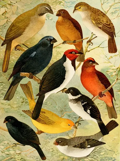 Trinca-ferro, Azulão, Cardeal, Gallo do mato, Serra-serra, Colleiro, Cigarra by Emil August Göldi, 1900-1906 — digital art…