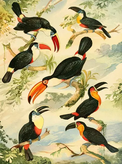 Tucános by Emil August Göldi, 1900-1906 — digital art print download