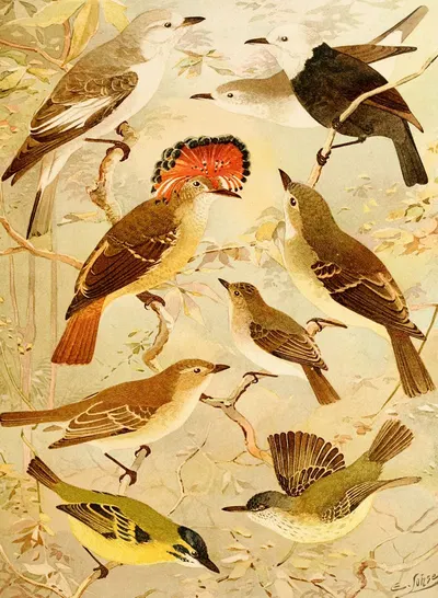 Viuvinha, Lecre, Ferreirinho by Emil August Göldi, 1900-1906 — digital art print download