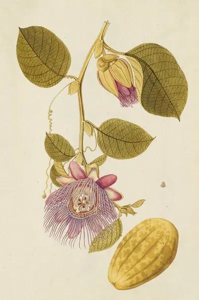 Selectarum stirpium Americanarum historia Pl.218 by Nikolaus Joseph Freiherr von Jacquin, 1780 — digital art print download