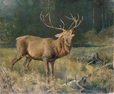 Brunfthirsch by Франц Ксавер фон Паузингер — digital art print download