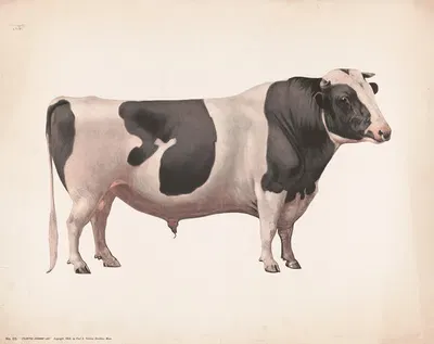 Colantha Johanna lad by Фред Толман, 1909 — digital art print download