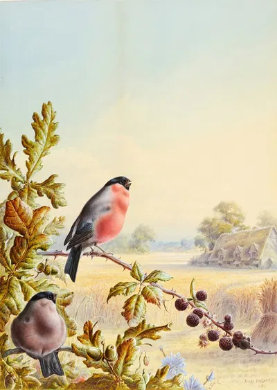 Summer – A Pair of Bullfinch by Harry Bright — digital art print download