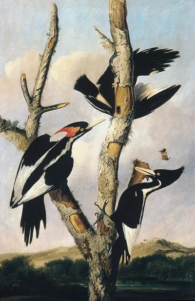 Ivory-billed Woodpeckers by Joseph Bartholomew Kidd — digital art print download