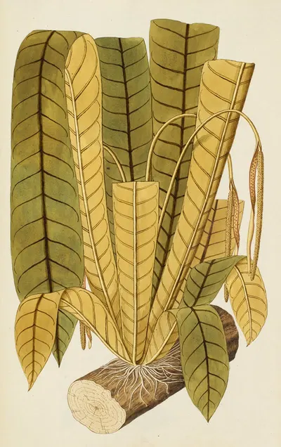 Selectarum stirpium Americanarum historia Pl.231 by Nikolaus Joseph Freiherr von Jacquin, 1780 — digital art print download