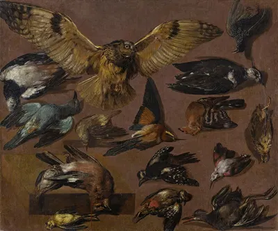 Studies Of An Owl And Other Birds by Pieter Boel — digital art print download