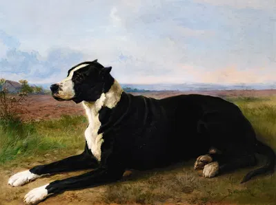 Portrait Of A Mastiff-Labrador In A Landscape by Роза Бонёр — digital art print download