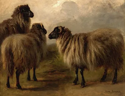Three Wooly Sheep by Роза Бонёр — digital art print download