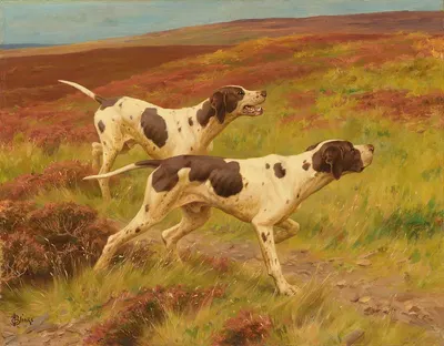 Two pointers in the heather by Thomas Blinks — digital art print download