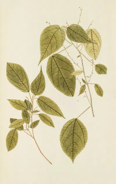 Selectarum stirpium Americanarum historia Pl.240 by Nikolaus Joseph Freiherr von Jacquin, 1780 — digital art print download