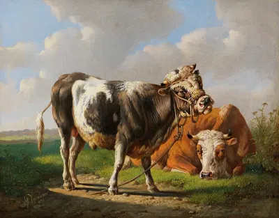 Der Angeber (Junger Stier und liegende Kuh) by Albertus Verhoesen, 1872 — digital art print download