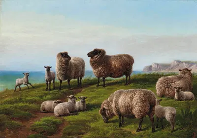 Sheep grazing on a headland by Шарль Джонс — digital art print download