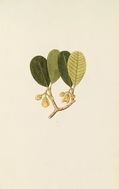 Selectarum stirpium Americanarum historia Pl.251 by Nikolaus Joseph Freiherr von Jacquin, 1780 — digital art print download