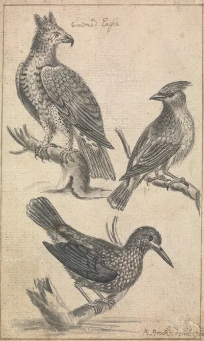 Crowned Eagle and Two Birds by Richard Brookes, 1760 — digital art print download