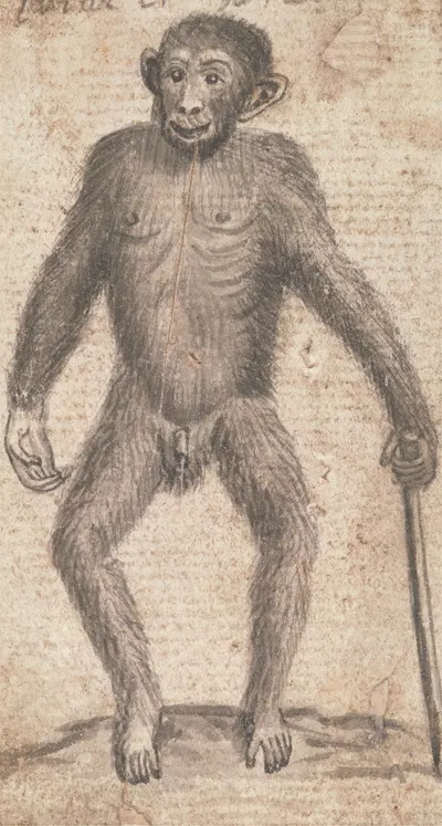Monkey by Richard Brookes — digital art print download