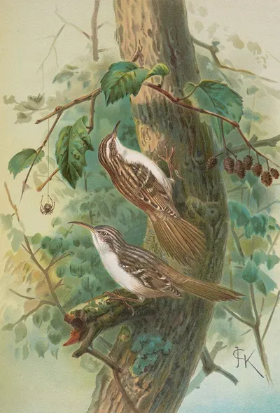 Certhia familiaris, Certhia familiaris brachydactyla by Johann Friedrich Naumann — digital art print download
