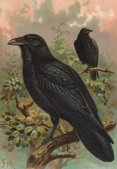 Corvus corax by Johann Friedrich Naumann — digital art print download