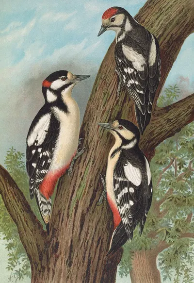 Dendrocopus major by Johann Friedrich Naumann — digital art print download