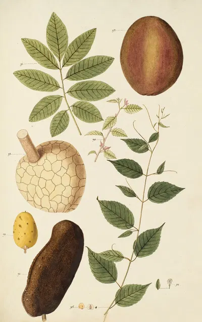 Selectarum stirpium Americanarum historia Pl.264 by Nikolaus Joseph Freiherr von Jacquin, 1780 — digital art print download