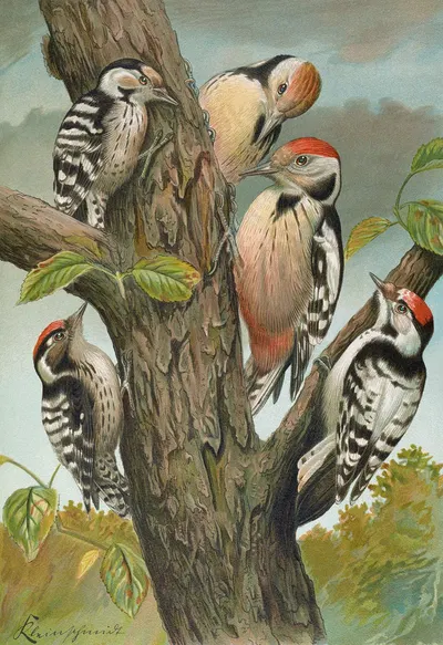 Dendrocopus medius, Dendrocopus minor by Johann Friedrich Naumann — digital art print download
