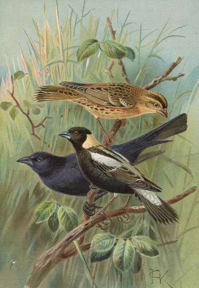 Dolichonyx oryzivorus, Molothrus Cabanisii Cassin by Johann Friedrich Naumann — digital art print download