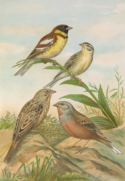 Emberiza aureola Pall, Emberiza caesia Cretschmar by Johann Friedrich Naumann — digital art print download
