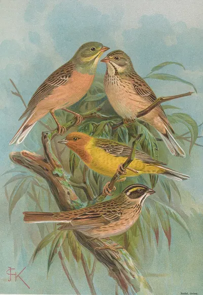Emberiza hortulana, Emberiza luteola Sparrm, Emberiza chrysophrys Pall by Johann Friedrich Naumann — digital art print…