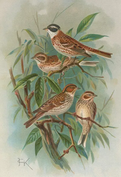 Emberiza rustica Pall, Emberiza pusilla Pall by Johann Friedrich Naumann — digital art print download