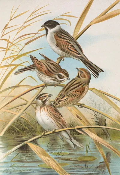 Emberiza schoeniclus by Johann Friedrich Naumann — digital art print download