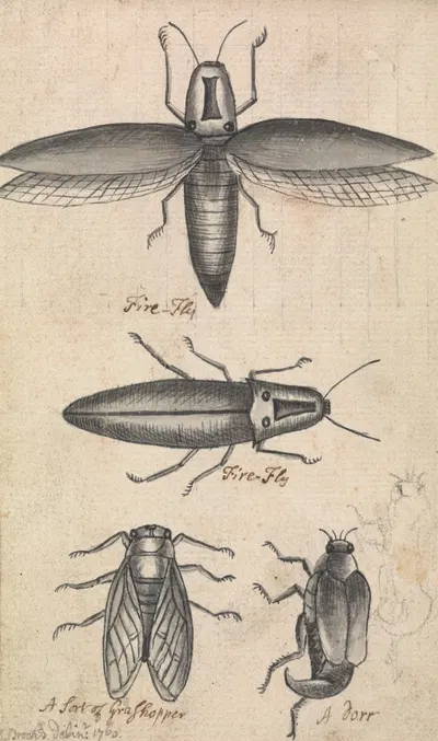 Fireflies by Richard Brookes, 1760 — digital art print download
