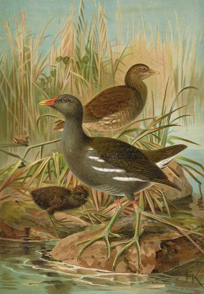 Gallinula chloropus by Johann Friedrich Naumann — digital art print download