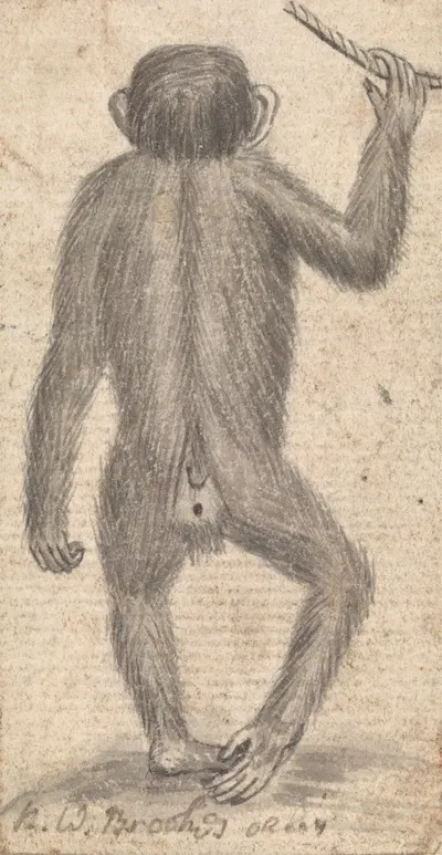 Monkey by Richard Brookes — digital art print download