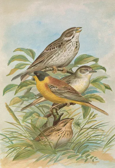 Miliaria calandra, Emberiza melanocephala Scopoli by Johann Friedrich Naumann — digital art print download